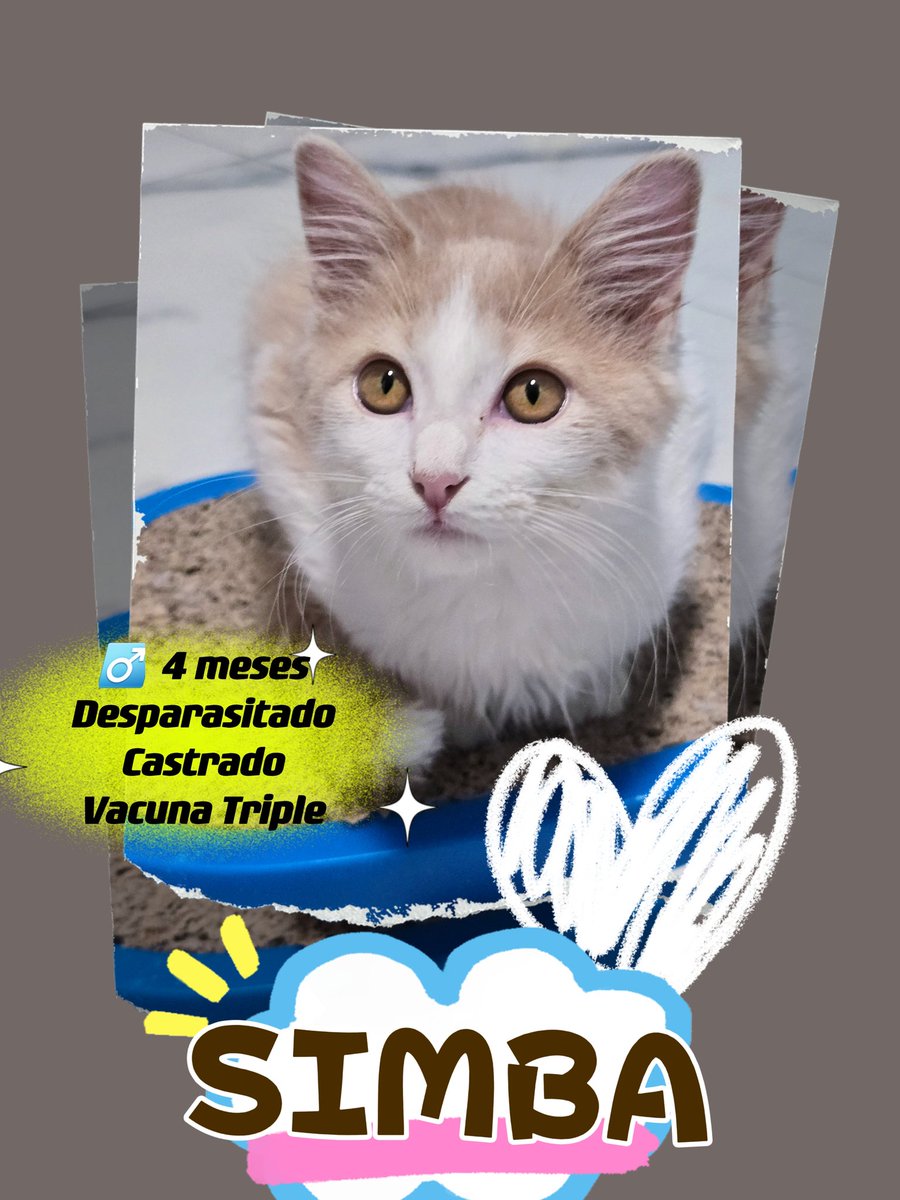 gatitosasalvo's tweet photo. ⛔️📢📢Recuerden que tenemos a 4 peques esperando una #ADOPCIÓNRESPONSABLE en #CDMX.

TODOS son juegan, ronronean, son amorosos y sociables y saben usar su arenero.

Será que nos puedas ayudar a encontrarles hogar?

Tu apoyo en difusión, es indispensable. 

Manda DM para más info https://t.co/Wy52j7O4Zi
