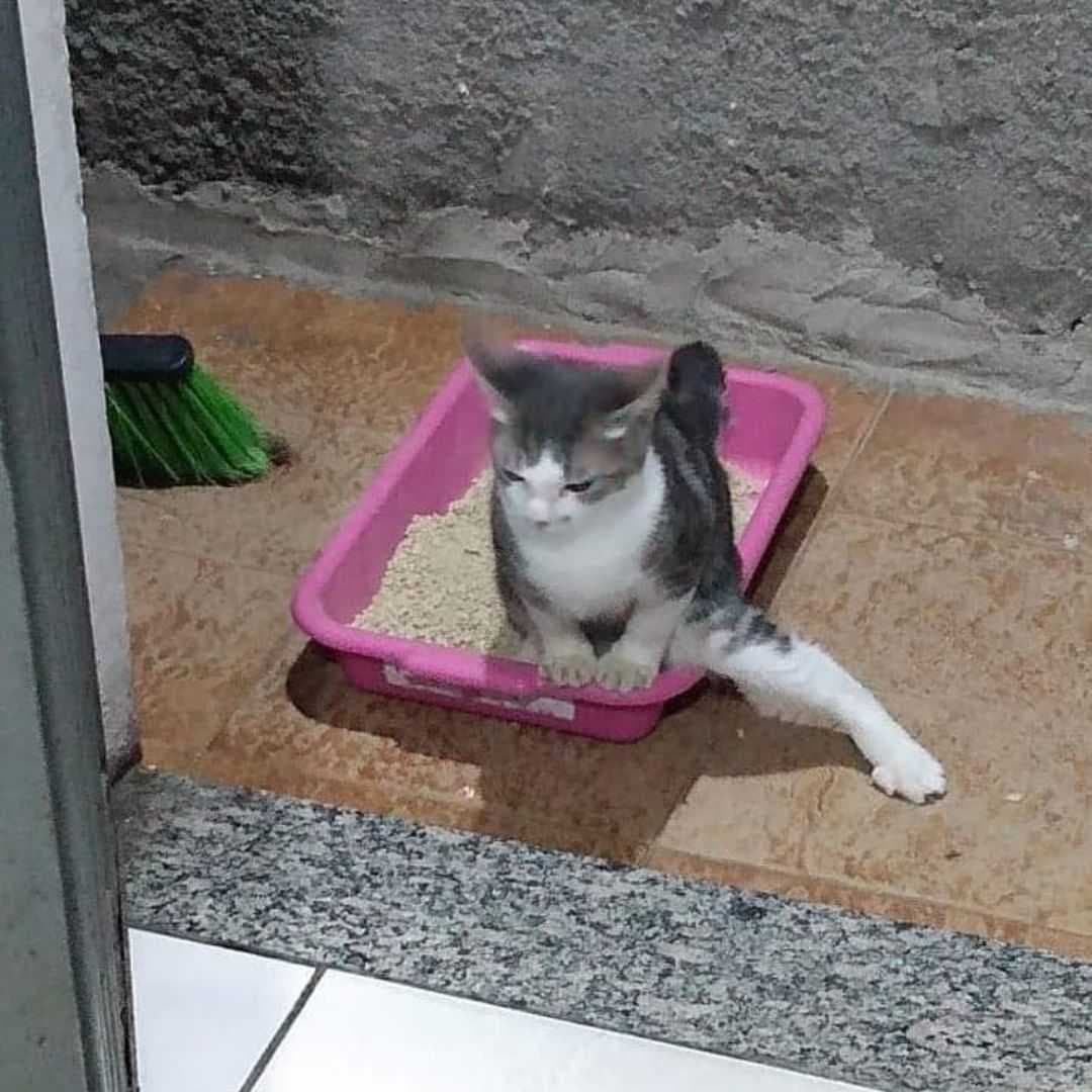 Punch Cat tweet media