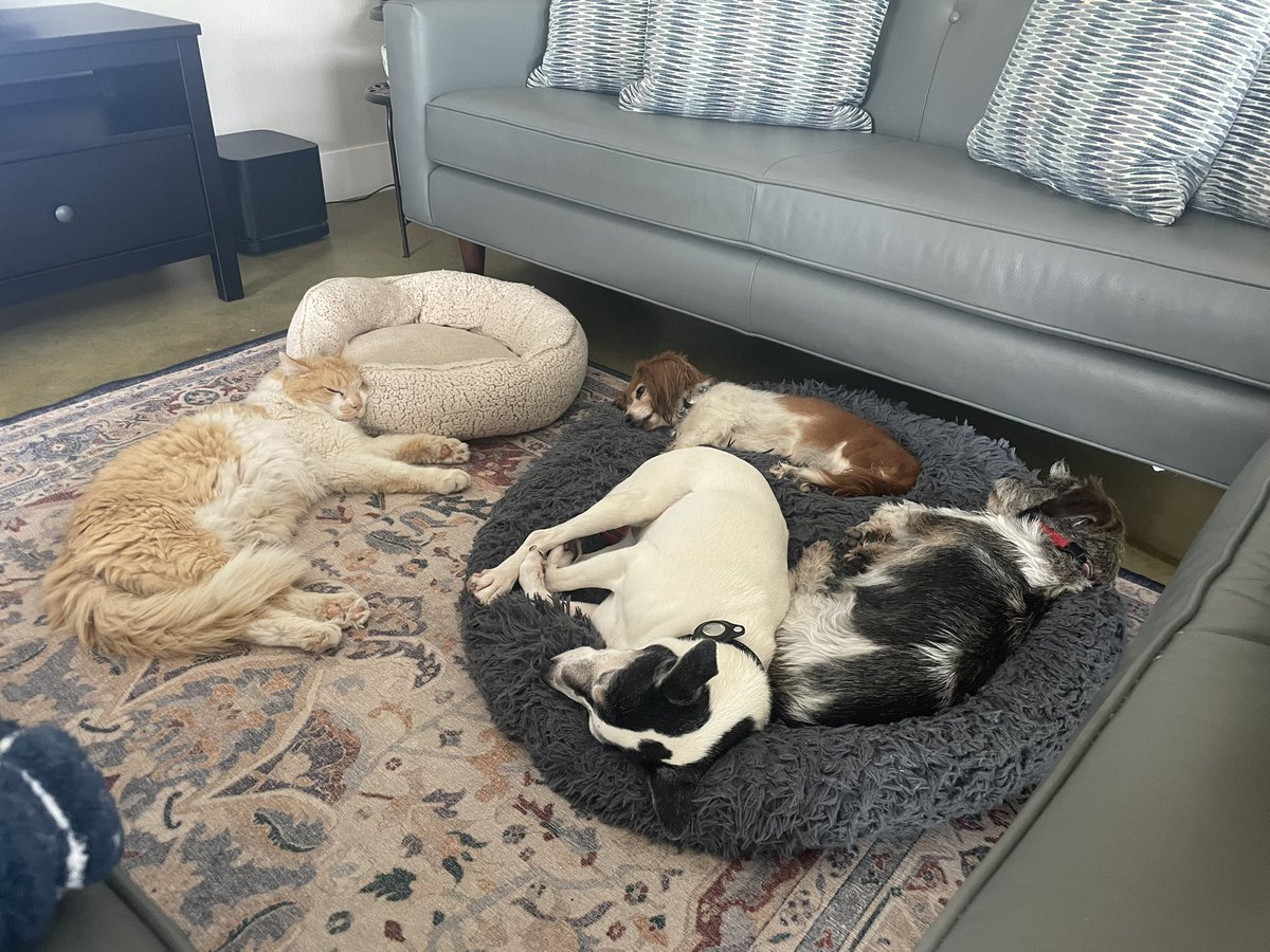 A lazy #caturday with some canine buddies at The Nest