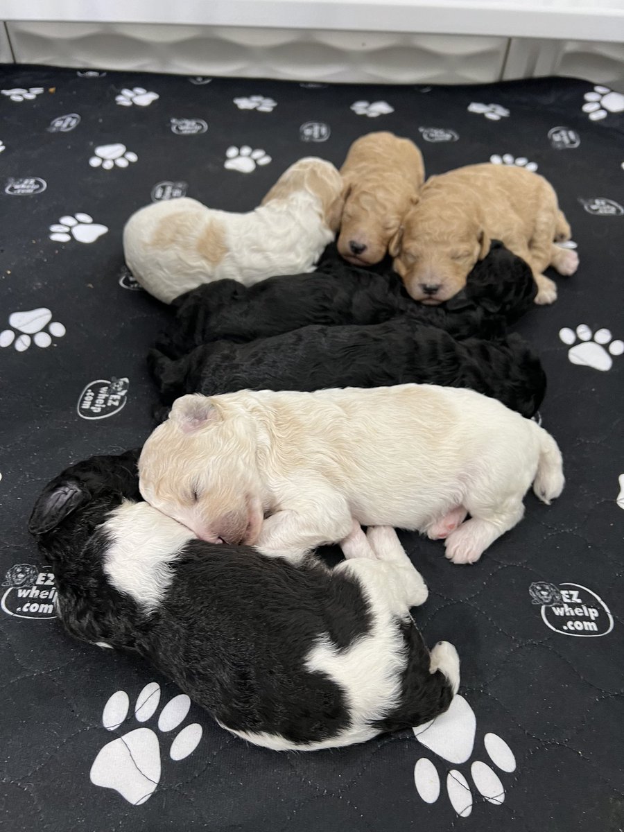 Poodles … Poodles … Poodles … Poodles
They have arrived. Taking deposits now. 
       *** SmilingPoodleRanch.com ***