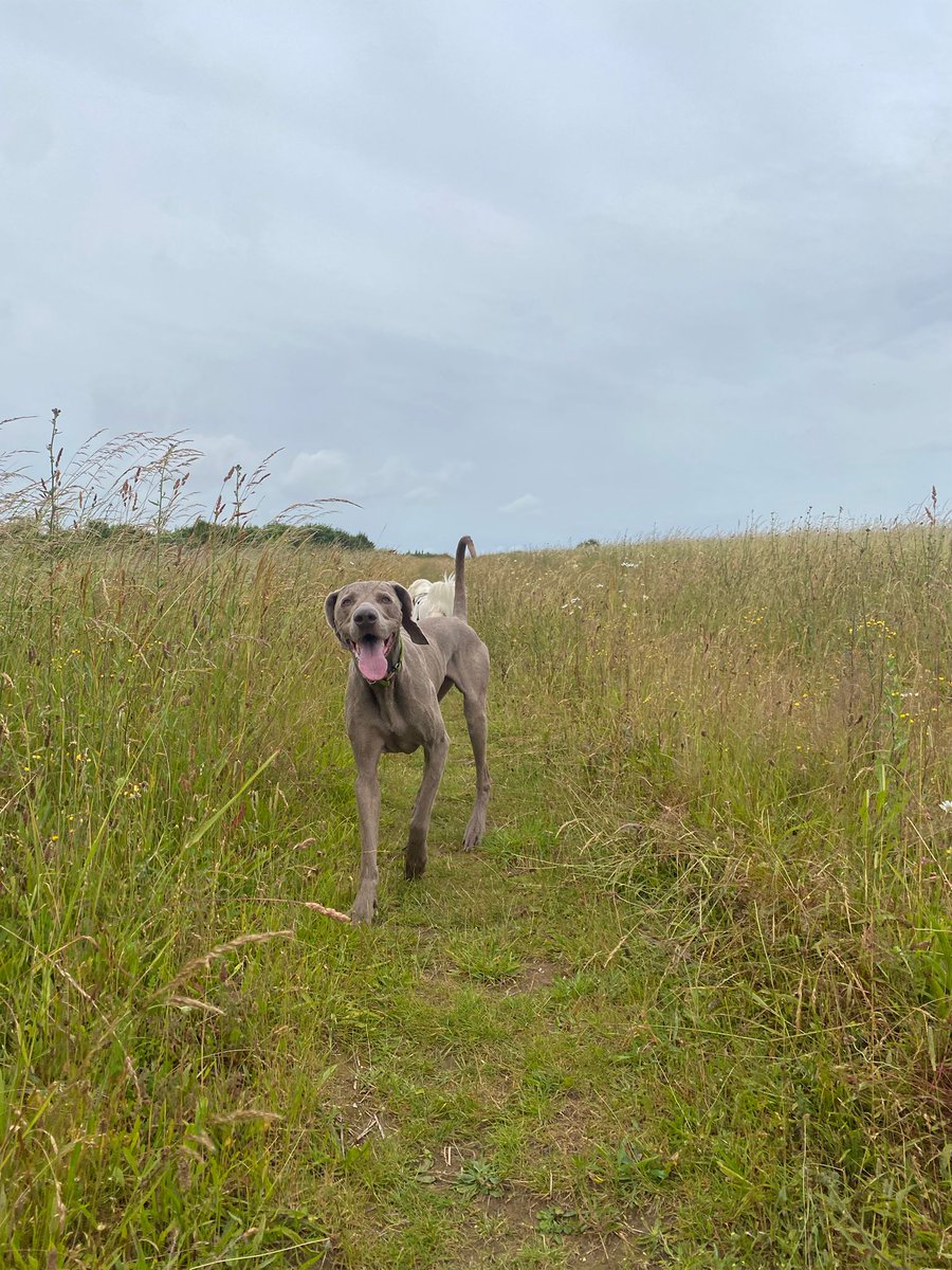 Rebecka Fosher tweet media