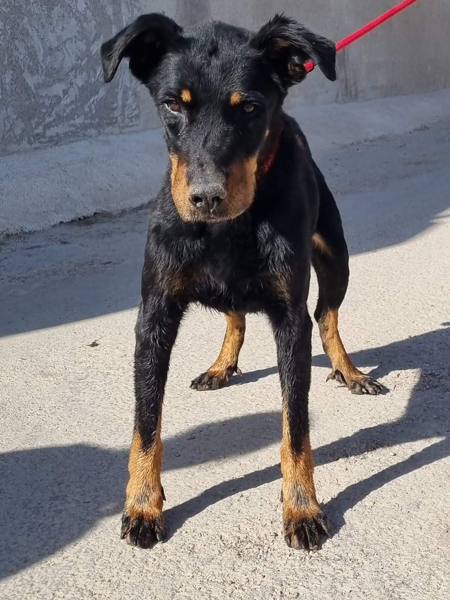 SosAbuelos1's tweet photo. #Murcia
Contacto;
682 30 89 58
caminandoconelloslosinfiernos@gmail.com
Facebook; https://t.co/4DD0SAktjC
Esta preciosidad se llama
#HASKA y es de raza Beauceron.
Entró con su compañero Harkan, los 2 con microchips franceses, se contactó al dueño pero ellos dicen que no tiene ningún perro desaparecido.
Por supuesto que el Ayuntamiento tomará medidas, pero dado que han sido abandonados, estamos buscando buenas familias para ellos.
No hay derecho a lo que les han hecho siendo los dos, además, bastante mayores. Tienen 12 años, son buenísimos, cariñosos y sociables.
Merecen una familia que les quiera para siempre.