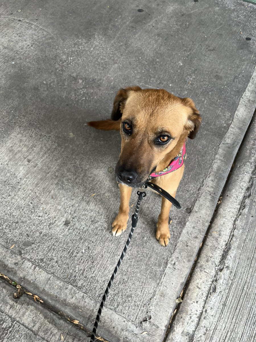 donutsrod's tweet photo. Mis amigos y yo encontramos a esta perrita en la madrugada vagando sobre Av. Revolución. No tenía collar pero todo parece indicar que tenía un hogar. Retweet para ver si alguien la reconoce o la quiere adoptar. 🙏🏽 Es lindisima y muy bien portada. 🩷 https://t.co/zhWG3bZBHr