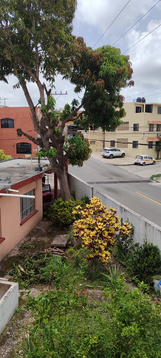 lastiri's tweet photo. @CFE_Contigo llevamos más de 4 horas sin Luz, un vecino irresponsable podo un árbol y una rama golpeo unos cables https://t.co/NQchppEAD6