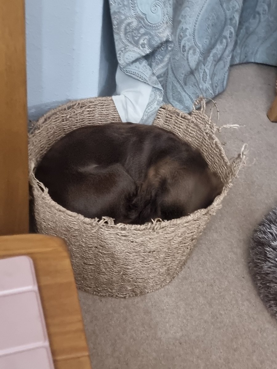 Pup all curled up in his toy box 🧡