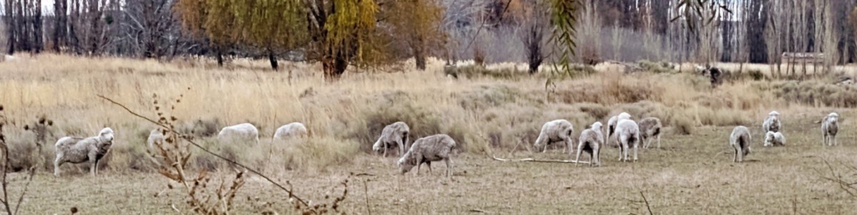 Los colores de este invierno en el Valle Inferior del Rio Chubut...
