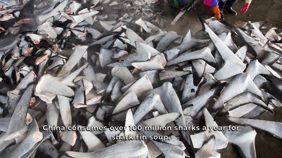 DarkHobby's tweet photo. China consumes 100 million sharks a year for shark fin soup. The fins are cut off and the rest of the animal is thrown overboard and left to die. This is barbaric.
https://t.co/ykzbEwh7bO
#sharkweek #sharktrade #sharkfin #saveoursharks #shark #sharkfinning #sharkextinction https://t.co/l0A26YWQr9