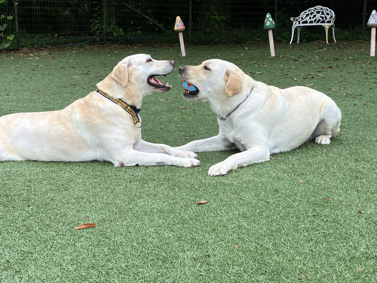 SweetFrankFC's tweet photo. おはよう
朝から彼女とドッグランでラブラブ❤️

#Labrador #Frank #ラブラドールレトリバー #ラブラドール中毒 #ラブラブ https://t.co/ha9GwNOuUh