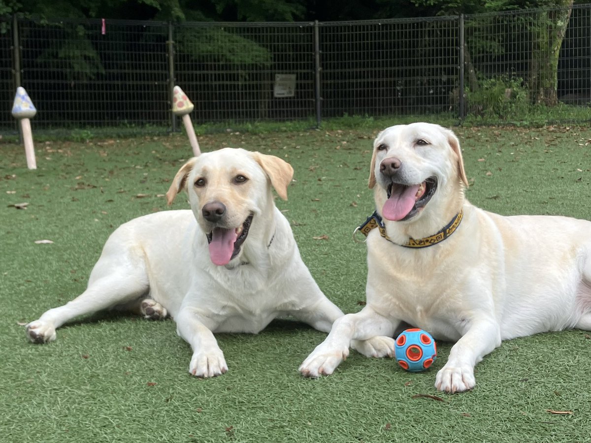 SweetFrankFC's tweet photo. おはよう
朝から彼女とドッグランでラブラブ❤️

#Labrador #Frank #ラブラドールレトリバー #ラブラドール中毒 #ラブラブ https://t.co/ha9GwNOuUh