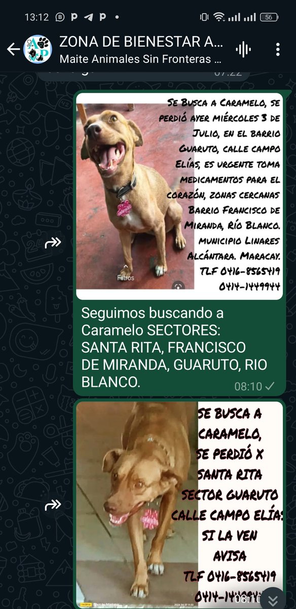 solanomarianam's tweet photo. Gente de #SantaRita, Francisco de Miranda, en #Maracay por favor #Ayuda para #Ubicar a Caramelo, #Sos se busca por las zonas de Río Blanco y Guaruto, #SeBusca 👇🗣️📢 datos #Didundir #Rts @AlexaGomezDos @AlexCorbino @abecapriles  @CordroMorella @CPTERESACEBALLO @cizelaidaguia https://t.co/P7uKtN5eAB