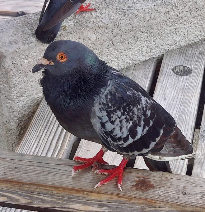 今日は京都水族館にきています。……ざざぶりです。雨宿りしつつハトさん撮影してたw 