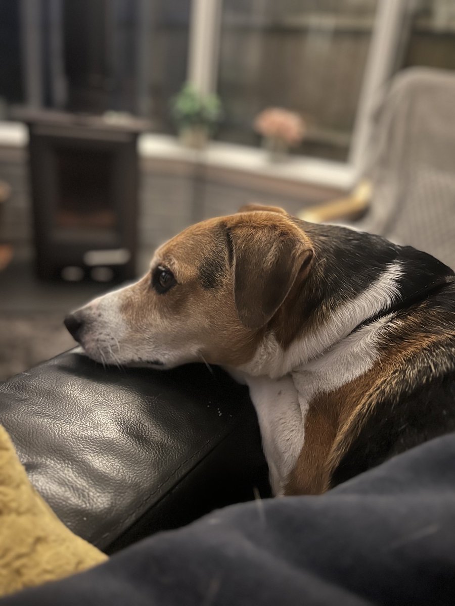 Very contented pup. He knows he is coming biking in the morning #absolutemtb