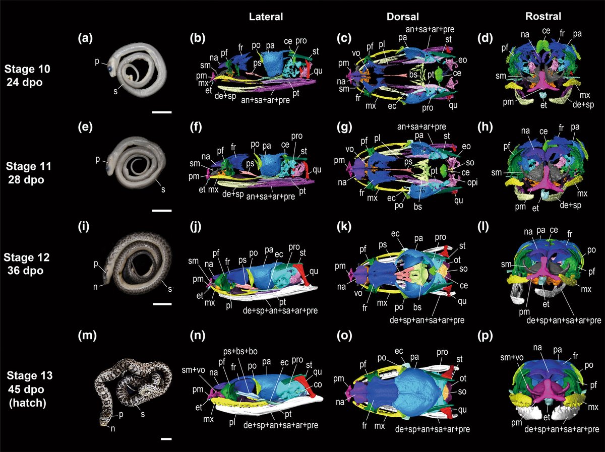 The Anatomical Record tweet media