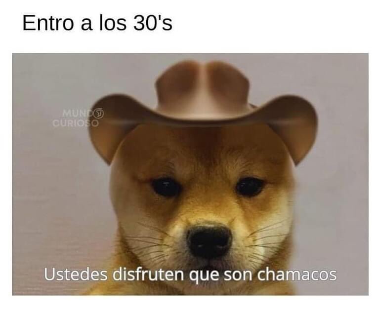 nacional_memes's tweet photo. 🐶 https://t.co/istc5e0kSb