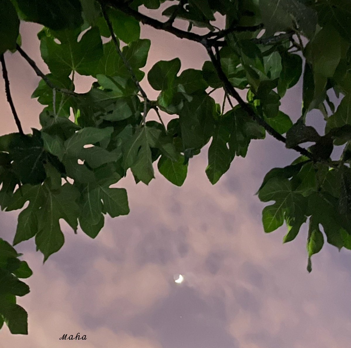 يحسبني أشوفه بعيـوني نجم 
م درى انه قمـر بعيونّ مَـهـا ! ♥️