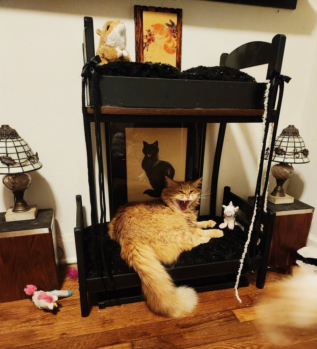 __Granuaile__'s tweet photo. Sleepy #RagnarCat yawns look so ferocious ❤️ 
Happy #Caturday!

#RescueCat #purrtherapy
#NorwegianForestCat 
#AllOrangeCatsShareOneBrainCell https://t.co/dLZAfK4rgy