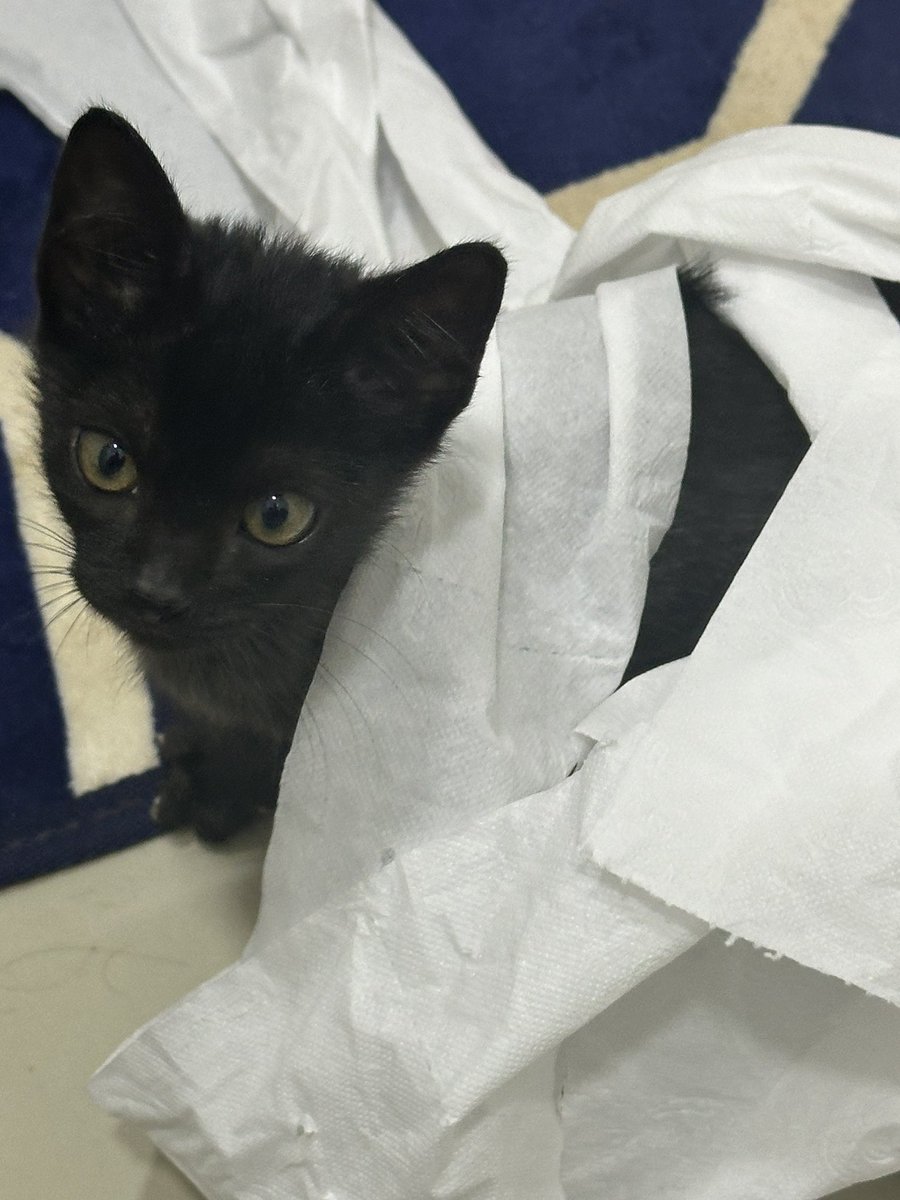 luizfilipelima's tweet photo. MERMAO MINHA GATA DESTRUIU O ROLO DO PAPEL HIGIÊNICO E GIROU TUDO PQP

Que gata é terrorista, af https://t.co/ai1PtnA8UI