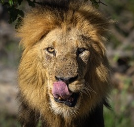 Lions cannot eat a jam doughnut without licking their lips. #animalfacts #nature #Lions #doughnuts #jam