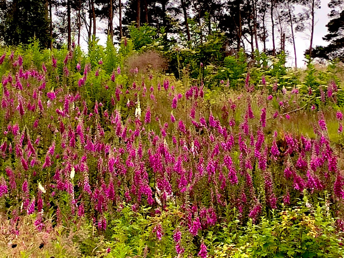 Ian Edwards tweet media