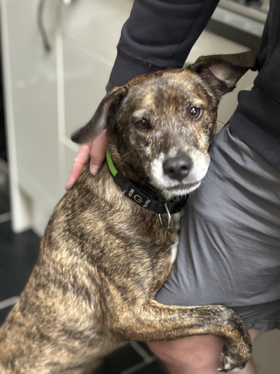 kittykat3647's tweet photo. If anyone is thinking about giving a home to a rescue dog please consider a Romanian rescue they have such a mistreated life and good people save their lives. Milo has been with us just over a year. Before and after picture #WhatADifference @GillyMeeky https://t.co/PMirXG8xqG