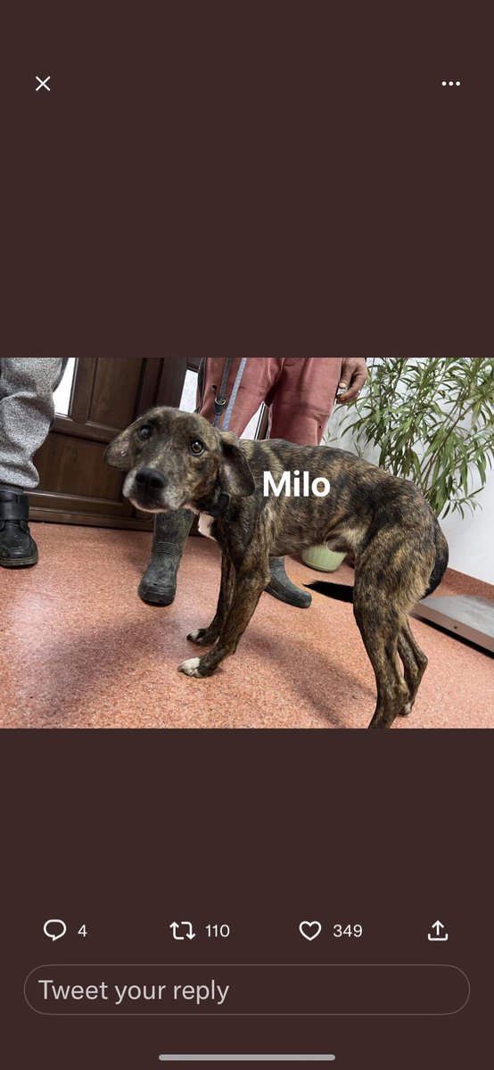 kittykat3647's tweet photo. If anyone is thinking about giving a home to a rescue dog please consider a Romanian rescue they have such a mistreated life and good people save their lives. Milo has been with us just over a year. Before and after picture #WhatADifference @GillyMeeky https://t.co/PMirXG8xqG