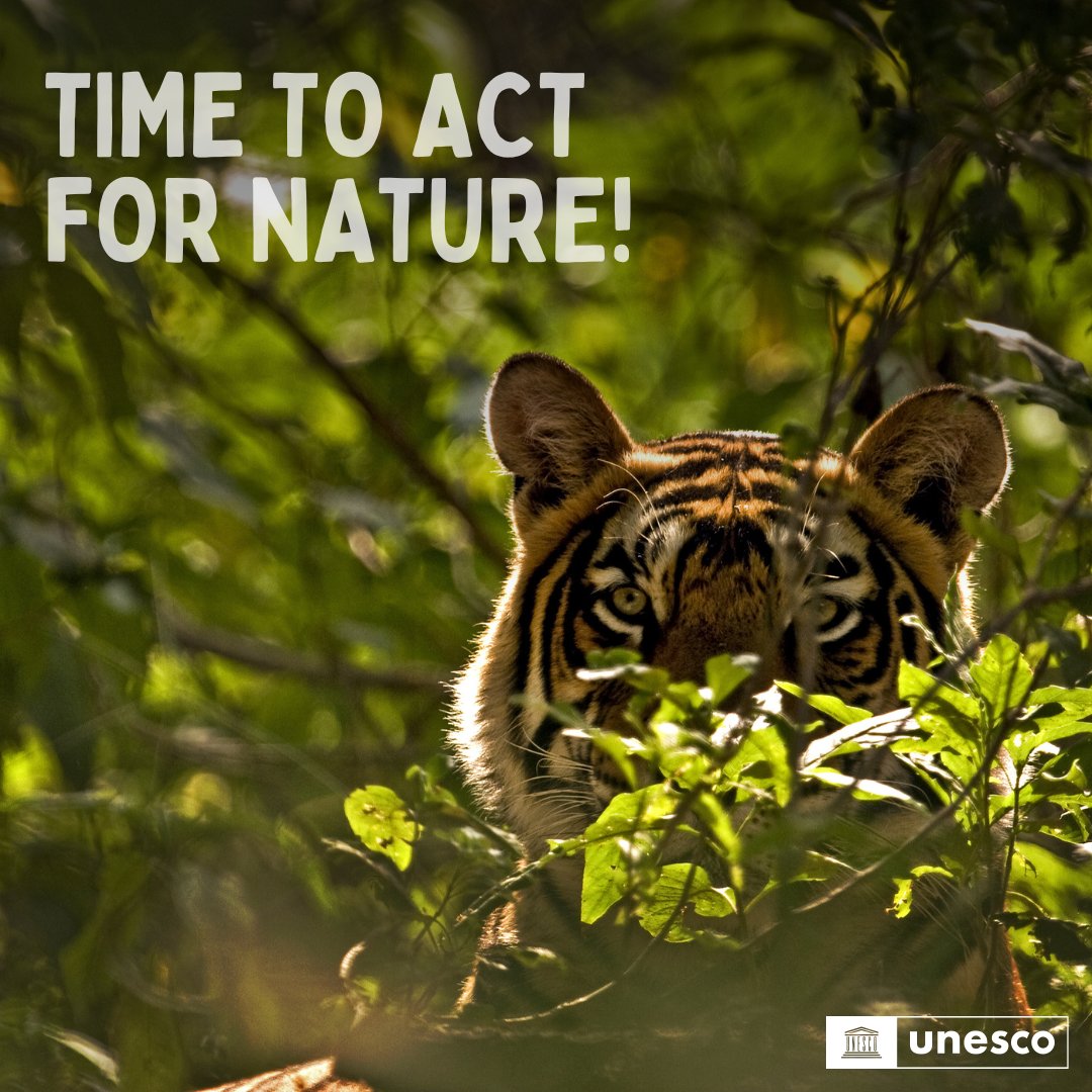 Biodiversity encompasses all forms of life on Earth.

From the smallest to the largest, every species plays a crucial role in maintaining nature's balanced ecosystem.

It's up to us to preserve it. It’s up to us to act #ForNature.

Learn more: unesco.org/en/biodiversity