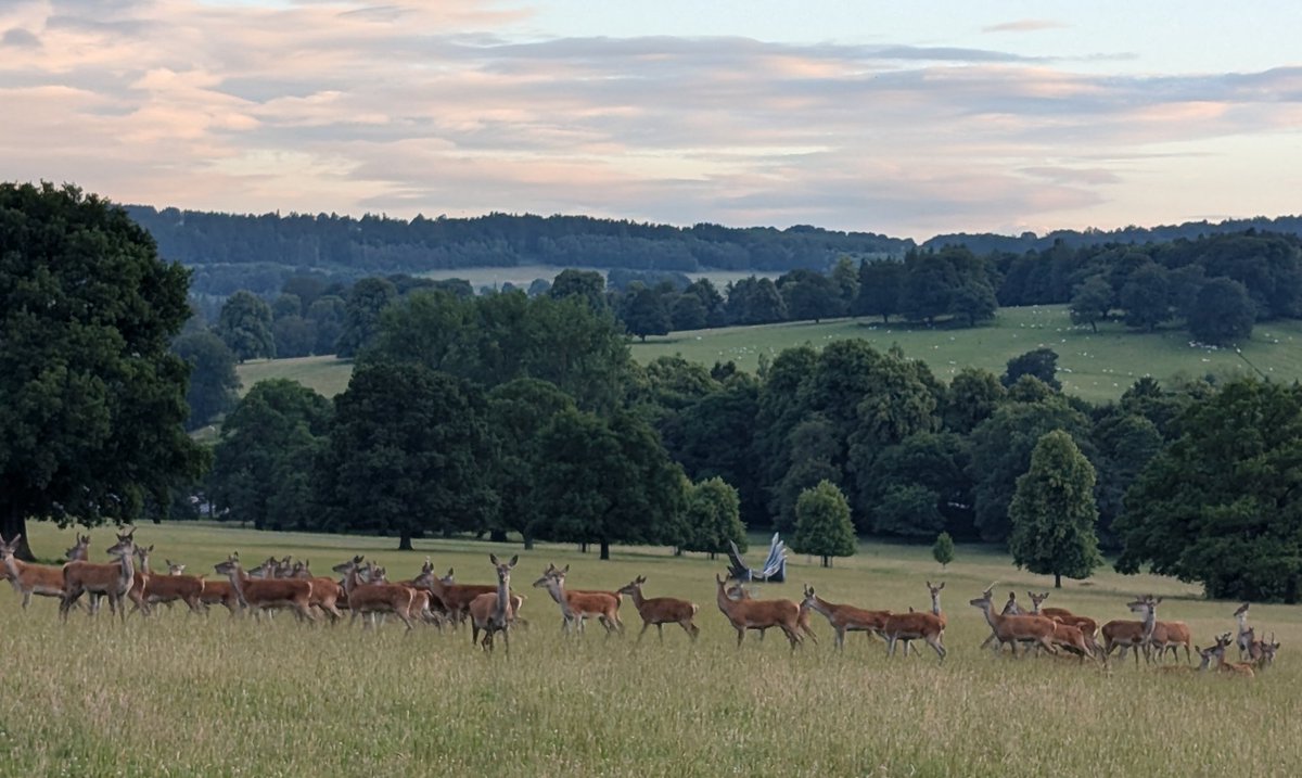 baslovia's tweet image. A couple of views from an evening walk through Chatsworth Park this evening.