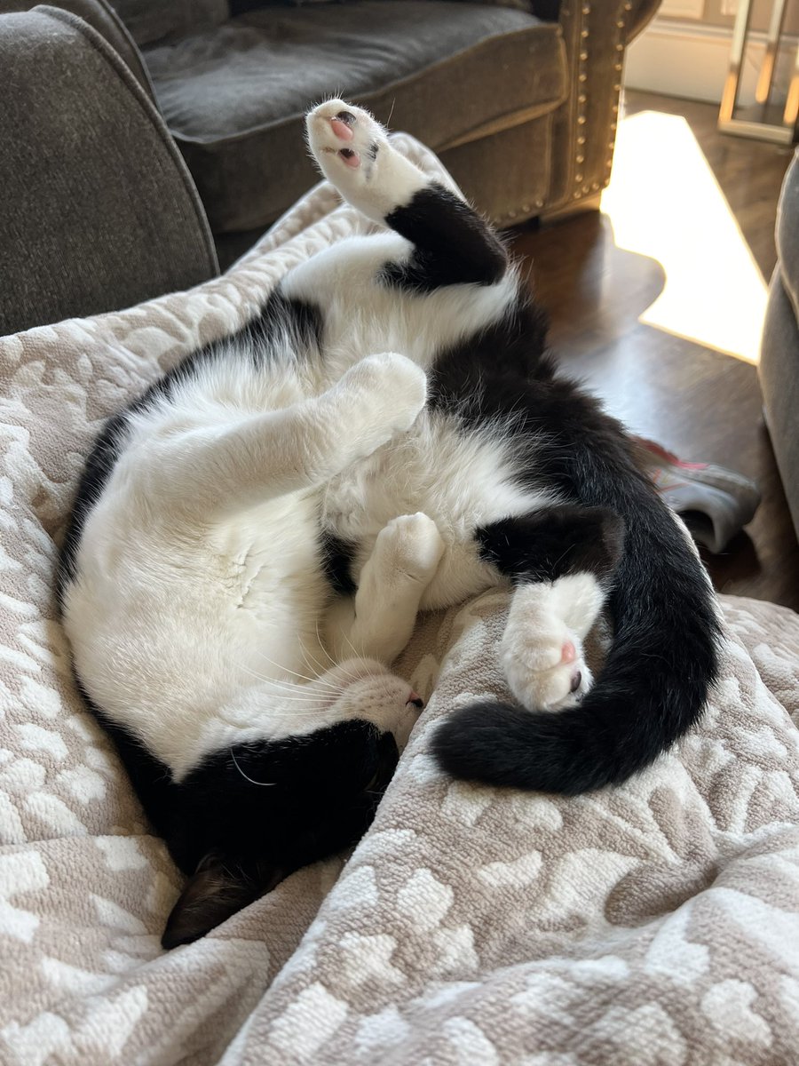 Lele figured out how to #Caturday. 😂😍