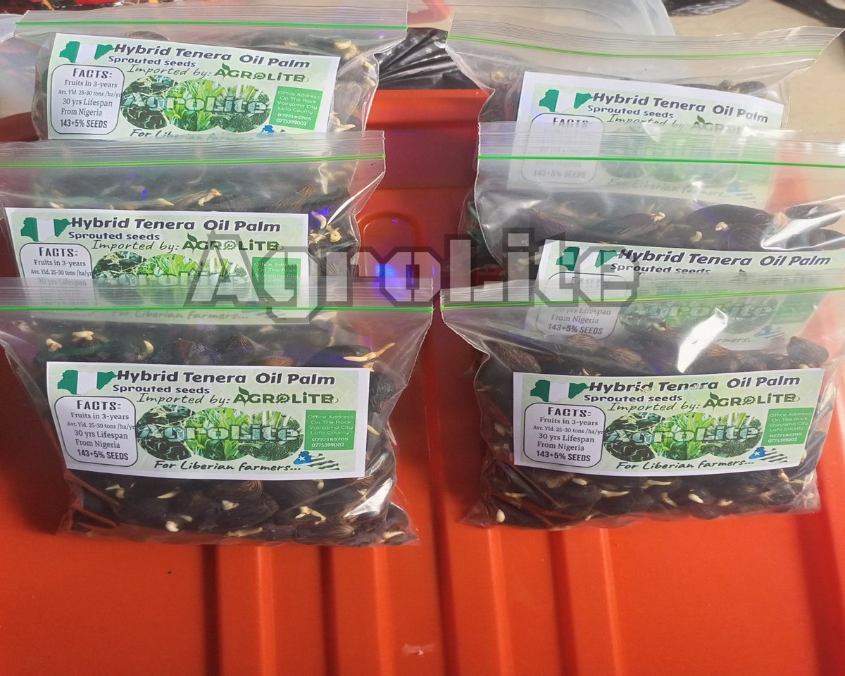 Agrolite1's tweet photo. 🌴 Start Your Oil Palm Plantation Dream with Just $25 a bag! 🌴

Fresh from Nigeria!!! Unlock the potential of AgroLite's Hybrid Tenera oil palm seeds and watch your plantation flourish in just three years!
 📞 Call now: 0777185705, 0775399002, 0770660738, 0880761468, https://t.co/7lXBKs8sNc