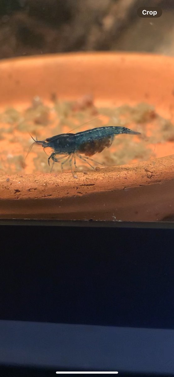 BarelyRooted's tweet image. In these 2 photos you can see a baried blue dream cherry shrimp fanning her clutch.I keep my cherry shrimp aquariums at 72F, any higher your colony will breed at a much slower rate &amp;amp; your females will most likely parish after having a clutch. #shrimpbreeding #shoplocal