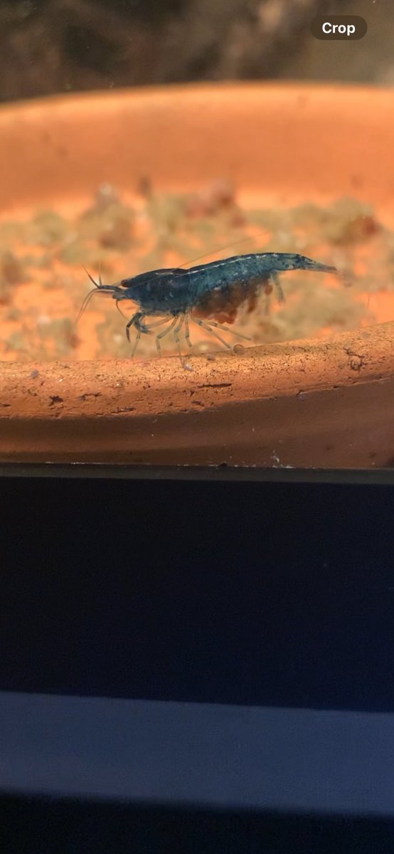 BarelyRooted's tweet image. In these 2 photos you can see a baried blue dream cherry shrimp fanning her clutch.I keep my cherry shrimp aquariums at 72F, any higher your colony will breed at a much slower rate &amp;amp; your females will most likely parish after having a clutch. #shrimpbreeding #shoplocal