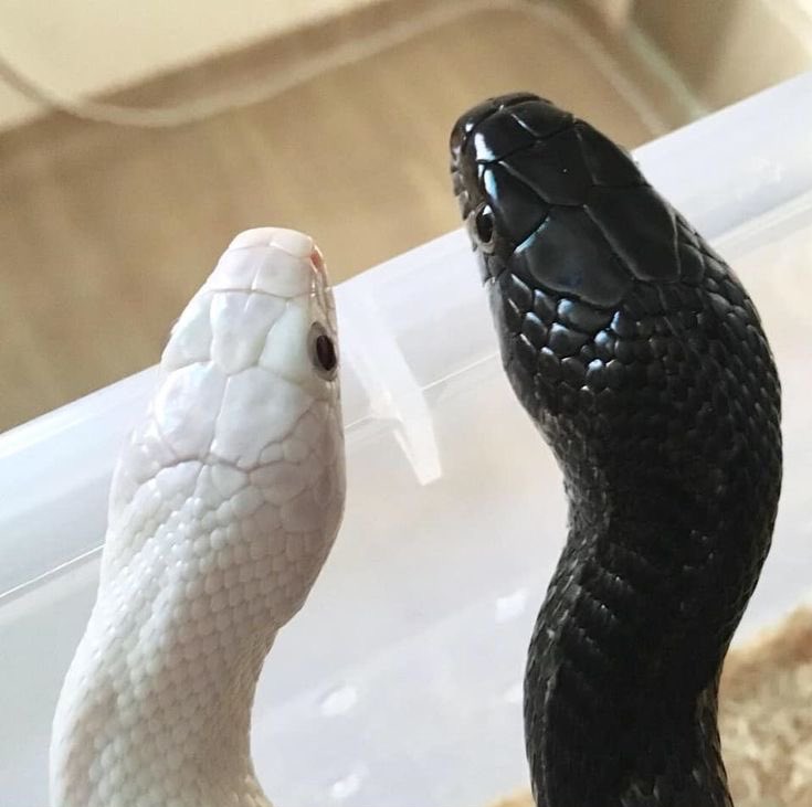 JUNFTFP's tweet photo. Sequência de beijos 🐍🐍 https://t.co/YMGLIdlzbB