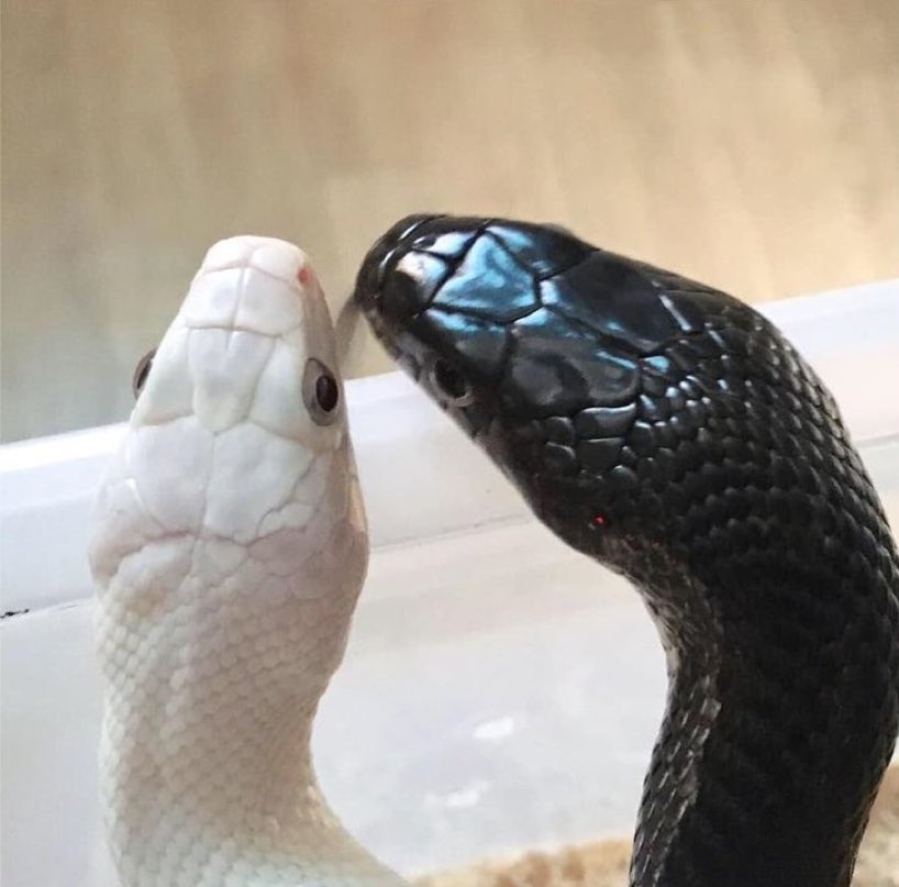 JUNFTFP's tweet photo. Sequência de beijos 🐍🐍 https://t.co/YMGLIdlzbB