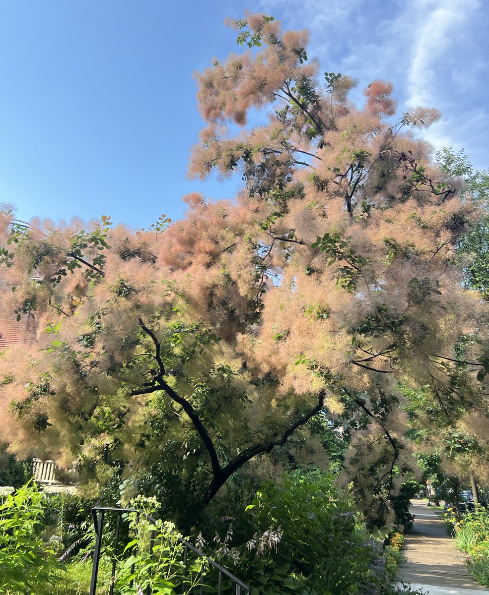 lwn333's tweet photo. can u believe it she’s real 🎀 in her cotton candy membrane beauty. she kinda reminds me of the fairy godmother from wizard of oz in tree-form https://t.co/wUKIBnrExt