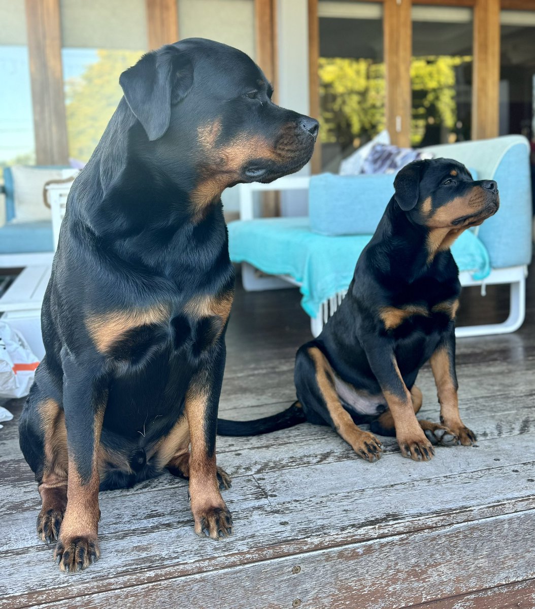 AFletcherHunter's tweet photo. Zeus &amp; Loki . . . besties and bros. https://t.co/td8Rq3rQSc