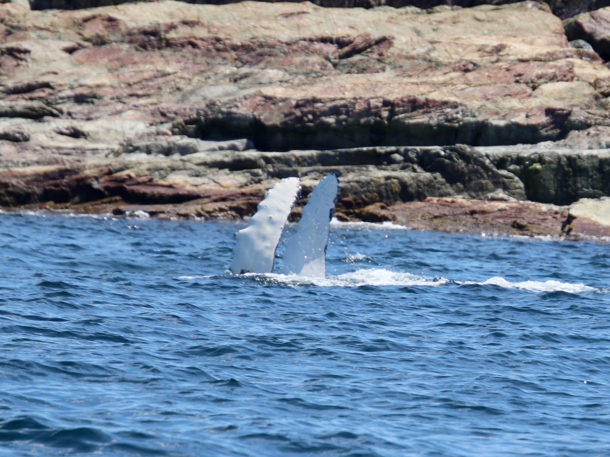 diggerjones27's tweet photo. Score! Touchdown today out with @discoveryseabob. The whales were plentiful. Saw humpbacks, fin, minke and white beaked dolphins. #visitnl #humpbacks @WhaleTalesOrg @whales_org https://t.co/cQN1H7uhqO