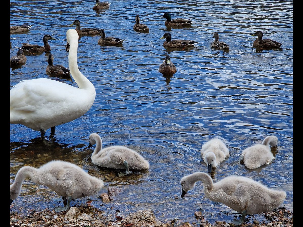AntheaJames3's tweet image. #TwitterBreak  I’m taking a  little twitter break,  See you hopefully in a few days. One of my favourite photos of the week. Take care lovely #TwitterFriends  #PooleyBridge swan family and  lovely ducks. #SweetDreams