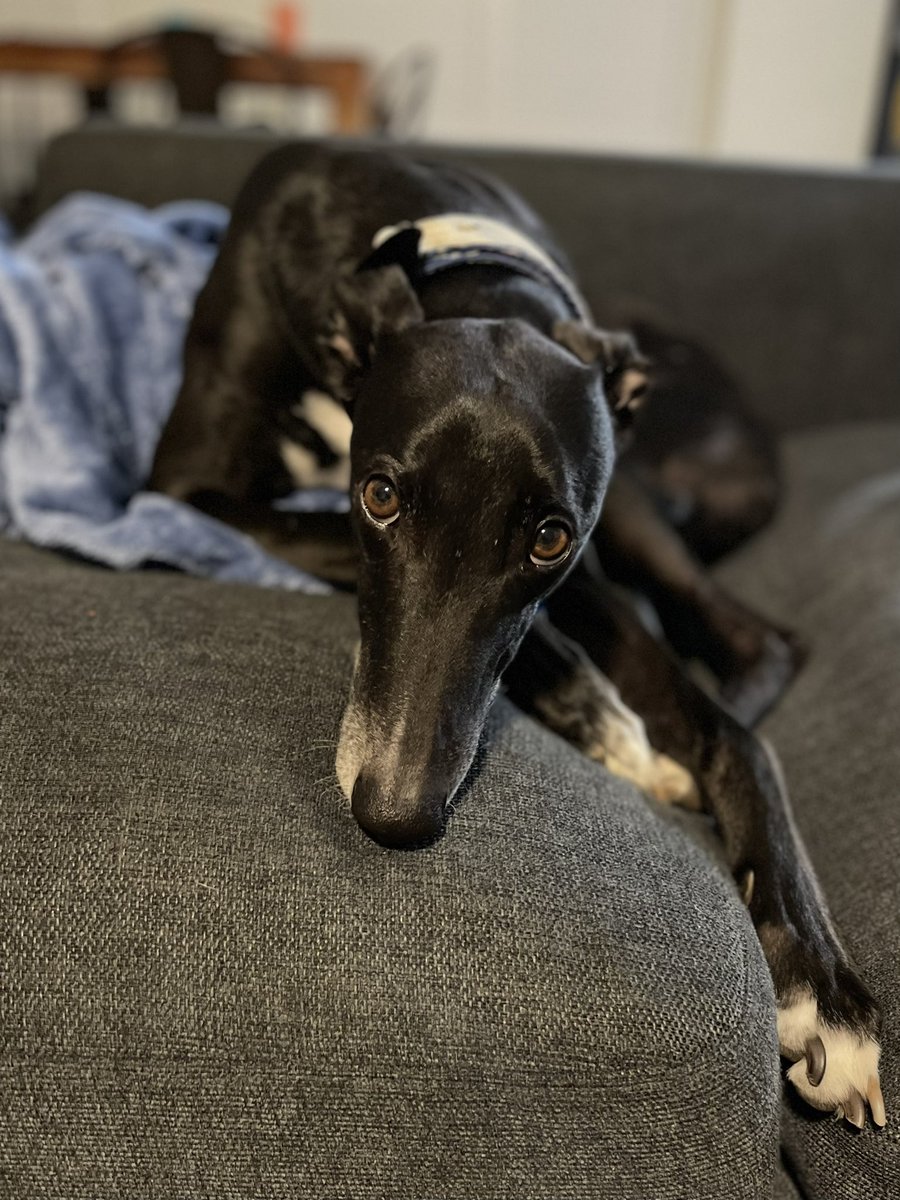 Liz Sheehan tweet media