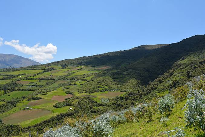 SerforPeru's tweet photo. SERFOR y @FAOPERU suman esfuerzos para impulsar la restauración de tierras degradadas, mediante el desarrollo de formas alternativas de producción que proceden de las cosmovisión y conocimientos de los pueblos indígenas. https://t.co/audyLhxVHN