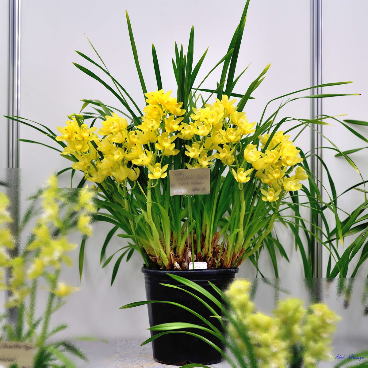 Shoh_Hanaya's tweet photo. Cym.
 Yamanashi Liberty
  'Pure Moon'

1/2
Cymbidium(Cym.)
#世界らん展2024 #世界らん展 
#Orchids #flowers #orchidshare https://t.co/KoguZCJ9ib