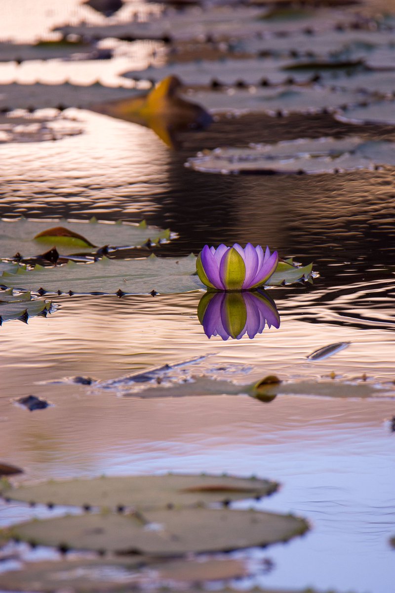 What are you taking pictures of these days?
#flowers #photography #NaturePhotograhpy #beauty