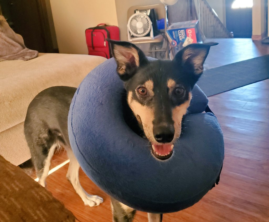 boothrebecca's tweet photo. Panther is STRUGGLING bc she always forgets how to go into her kennel w the donut on and now has resorted to barreling into her kennel and almost knocking it over. #wheeldog #braunoverbrain #koolaidman
#uglydogs https://t.co/TAq5bm5mfD