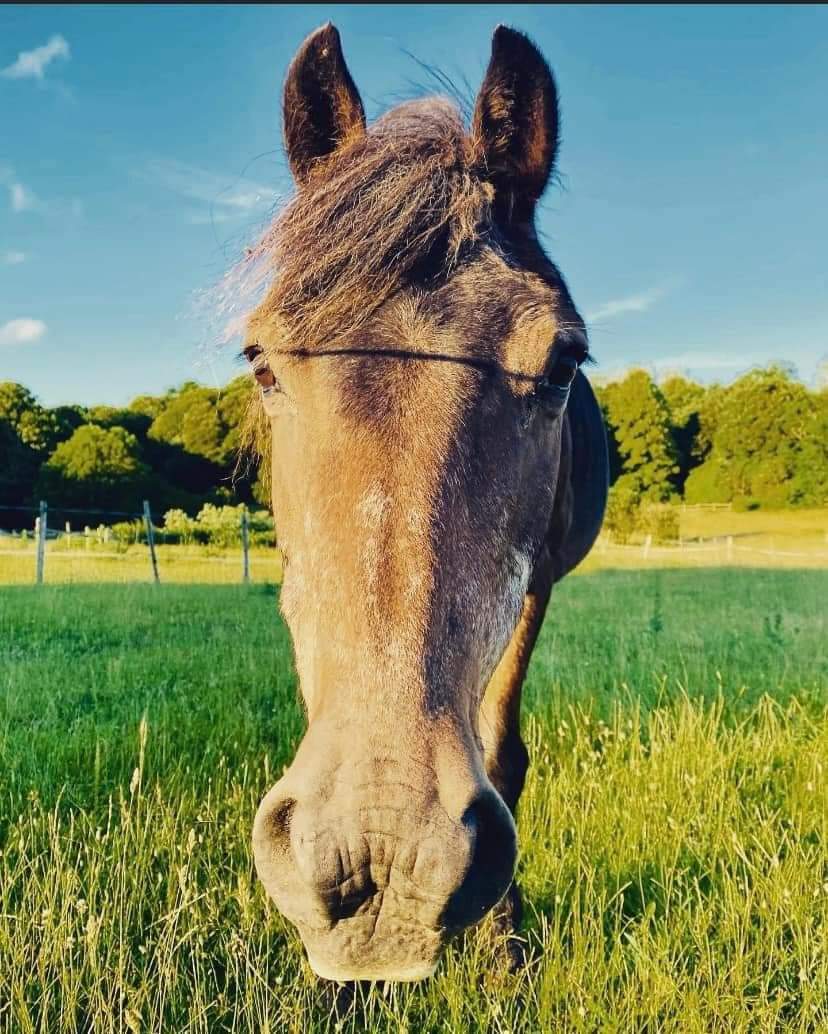 Walking_Grandad's tweet image. A very mixed day for the Walking for Grandad team, seeing several big steps forward. Laura, Heather, and Kerry went for several rural walks, while Marian stuck to urban areas. Nic and Joe went foraging after saying final goodbyes to VIP, Ronnie the horse (27) 💜
#bigstepforward