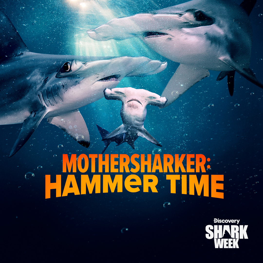 Uncover the mystery of where scalloped hammerheads give birth!

Watch Mothersharker: Hammertime now on <a href="/Discovery/">Discovery</a>! #SharkWeek