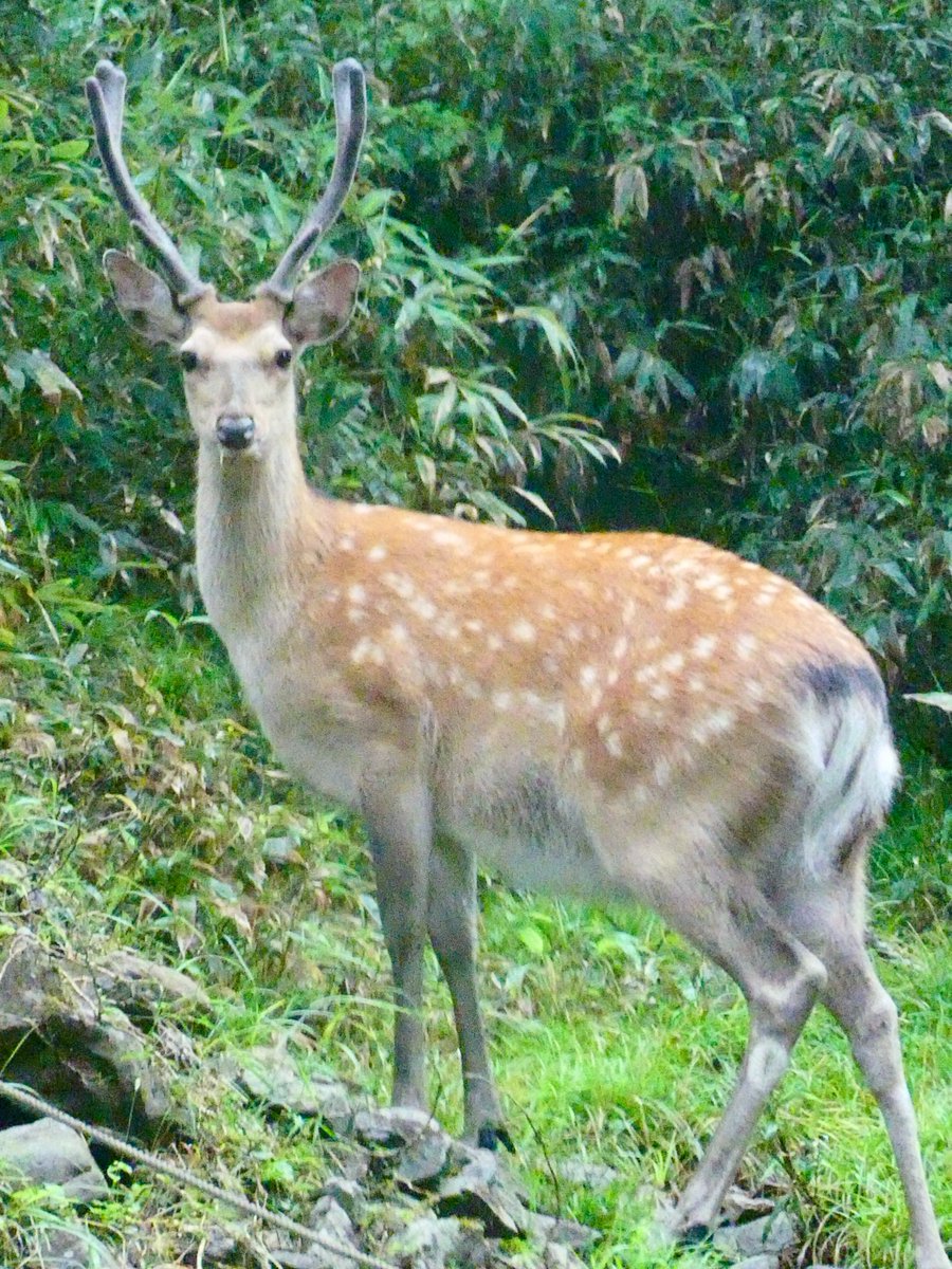 Elistner02Rin's tweet photo. ハヤチネウスユキソウ【固有種、絶滅危惧種】✨ウスユキソウ（エーデルワイス）の中でもヨーロッパのものに近く、早池峰山でしか見られない貴重な固有種

おはようございます、登山道で出会った立派な牡鹿も一緒に
#ハヤチネウスユキソウ #高山植物 #おはよう https://t.co/stFDsAGSBW