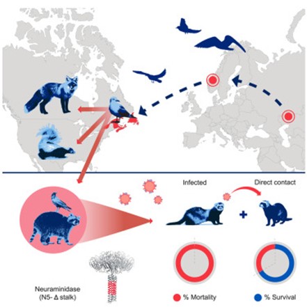 greg_folkers's tweet image. Cell Reports: Multiple transatlantic incursions of highly pathogenic avian influenza clade 2.3.4.4b A(H5N5) virus into North America and spillover to mammals 
Cassidy N.G. Erdelyan et al

sciencedirect.com/science/articl…