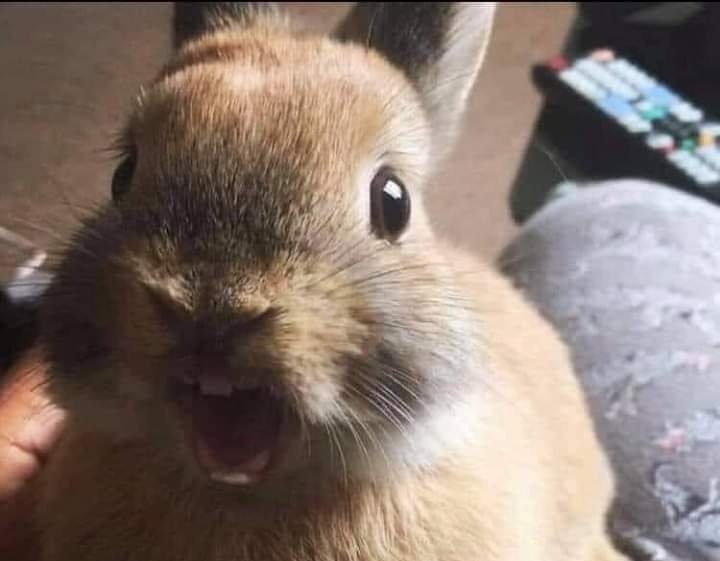 Giselinec1's tweet photo. - ¿Cuánto cuesta el polito de $0.25?
- $0.35
-😮 https://t.co/EIzQYYieND
