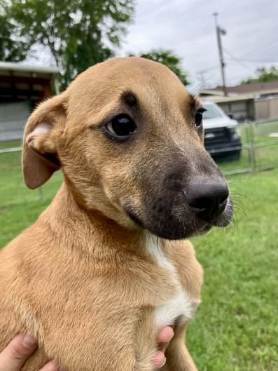 Sweet puppy Clyde only 3months old, and only about 13lbs and already dumped at a kill shelter. Surrendered by his owner, Clyde only wants love and a home. Please help this sweet guy with pledges and retweets in case he is not adopted. A foster offer may save his life.