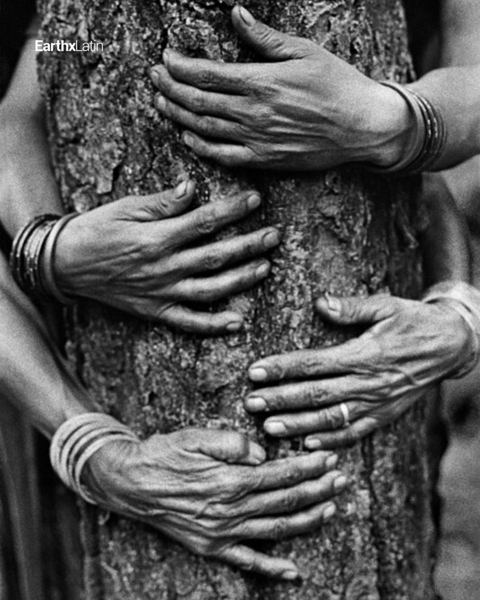 EarthxLatin's tweet photo. El Movimiento Chipko comenzó en la década de 1920 como una protesta no violenta contra la deforestación del Himalaya. 🌲✨

Fotos: Abrazadores de Árboles del Movimiento Chipko en el Himalaya, Pamela Singh https://t.co/IxCPB80TnO