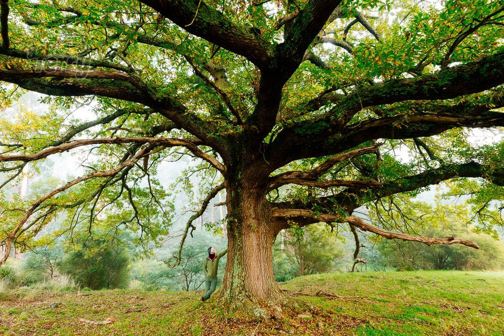 GetTerryNow's tweet image. Big spreader. 

Timber Tales story - buff.ly/3S6pahc 

#englishelm #heritage #tree